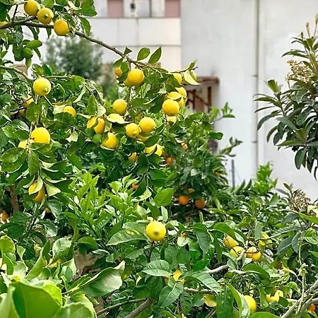 Bed & Breakfast Di Fiore Peschici