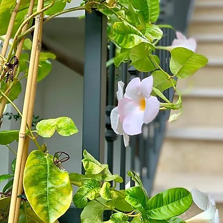 Di Fiore 4* Peschici