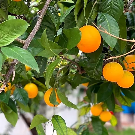 Nocleg ze śniadaniem Di Fiore Peschici