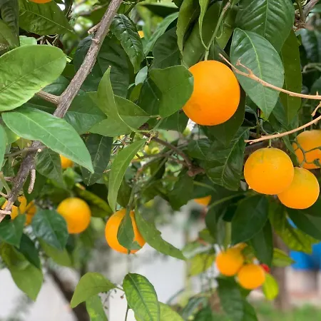 Di Fiore Bed & Breakfast 4*