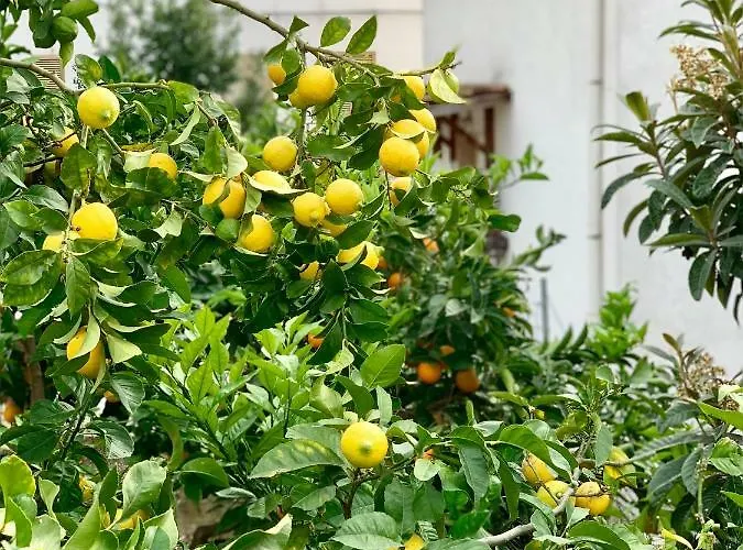 Di Fiore 4* פסקיצ'י