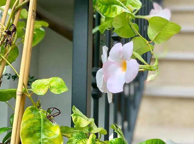 Di Fiore לינה וארוחת בוקר 4*