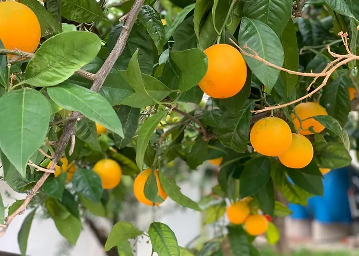 Di Fiore לינה וארוחת בוקר 4*